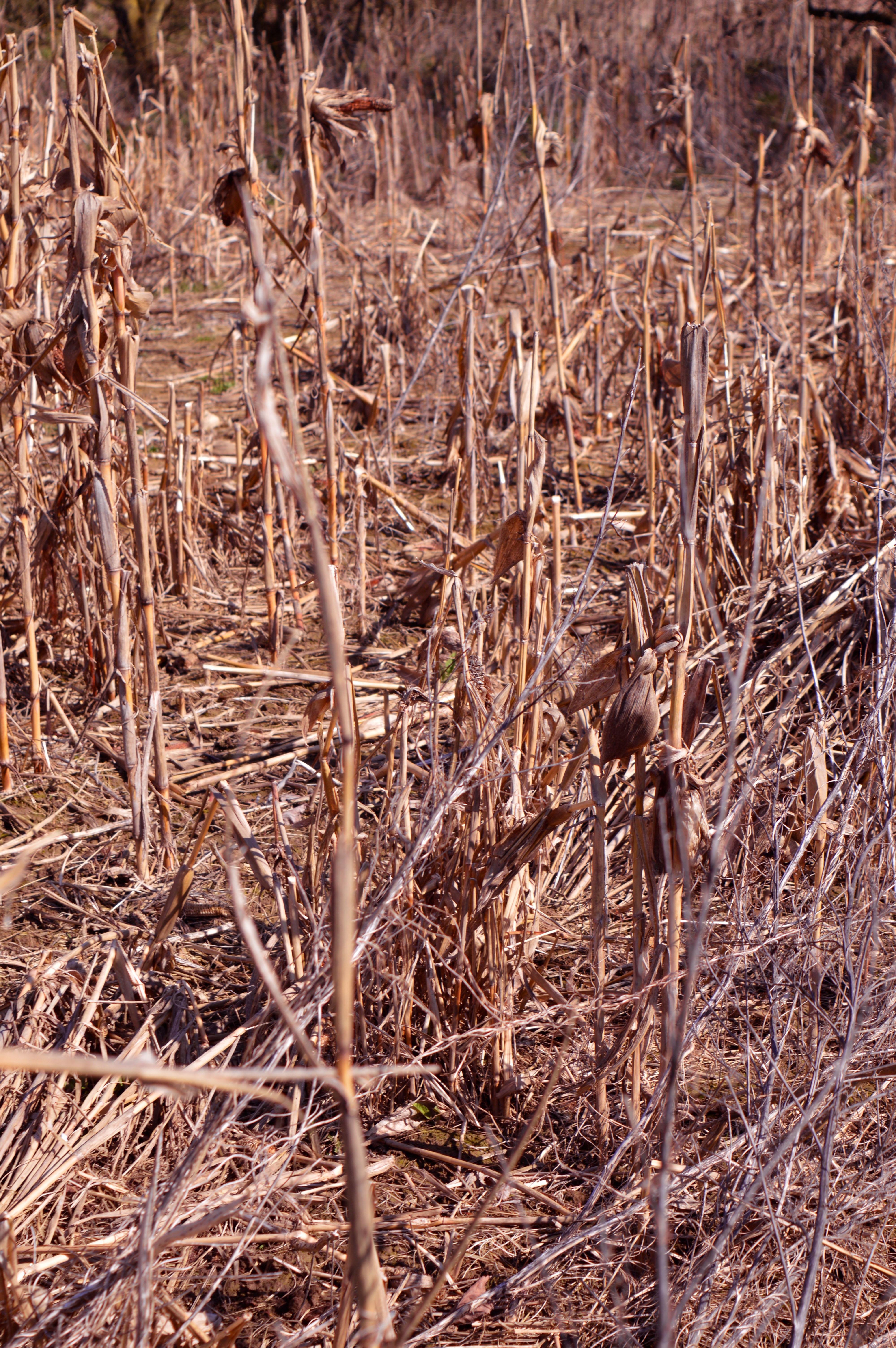 DSC_0099R.jpg