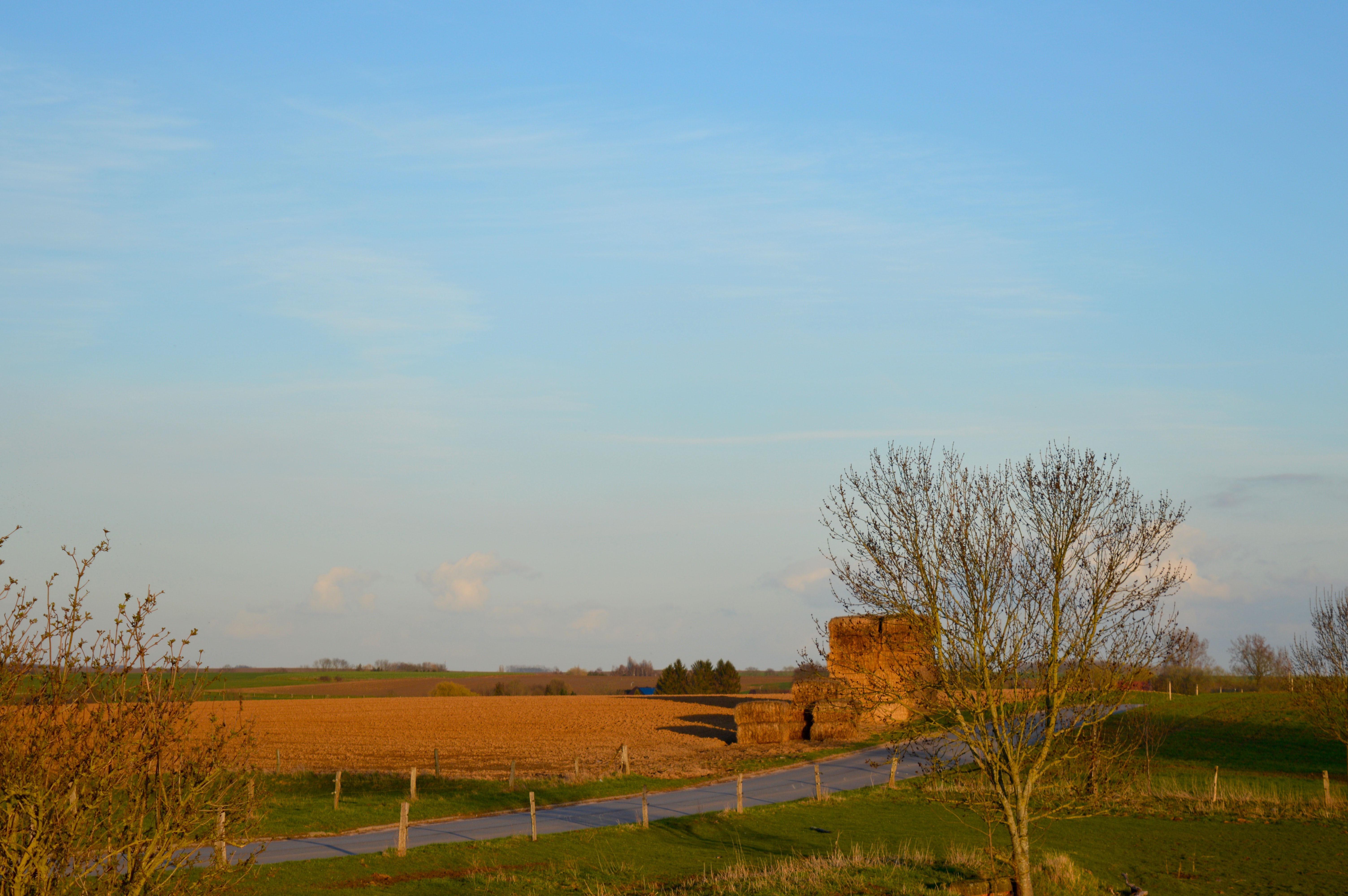 DSC_9338v.jpg